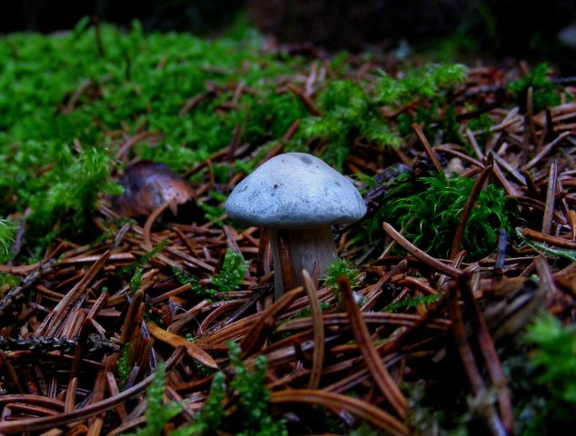 Escursione a 1500/1800,tanti funghi